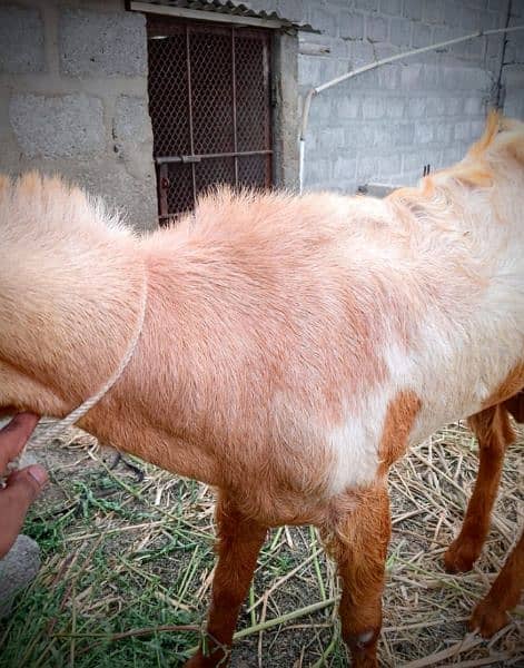 Goat,Ando Bakra urgent sell Different price ha teeno ka 14