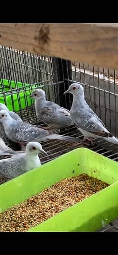 10 Blue Pied wash Chicks Pathay