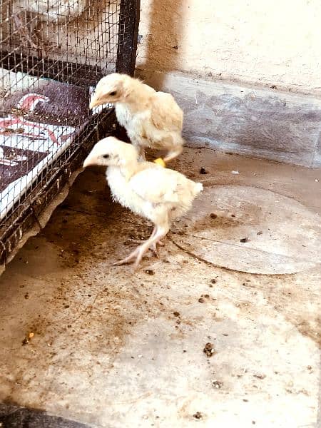 quality heera aseel pair & heera chicks for sale 5