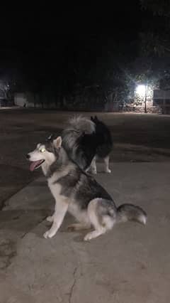 Siberian Husky pair for sale 0