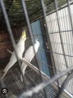 some bird sale 0