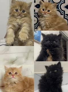 Adorable Kittens | Persian Kitten | Peke Kitten