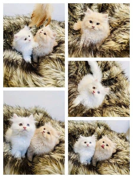 Adorable Kittens | Persian Kitten | Peke Kitten 1