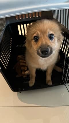 4 Month Pomeranian Puppy For Sale