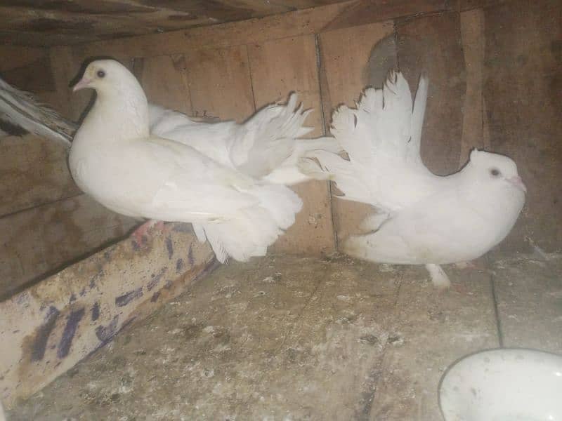 5 Pigeon for sale 1