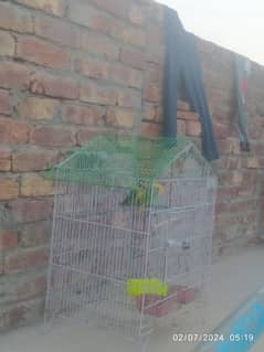 love birds pasnata yellow chest with cage
