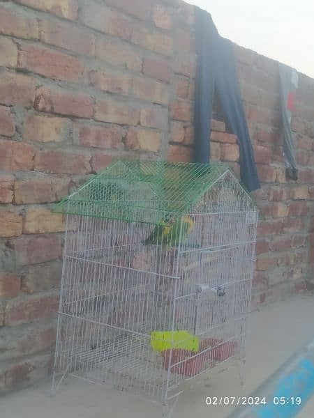 love birds pasnata yellow chest with cage 0
