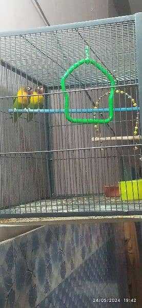 love birds pasnata yellow chest with cage 1