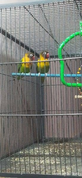 love birds pasnata yellow chest with cage 2