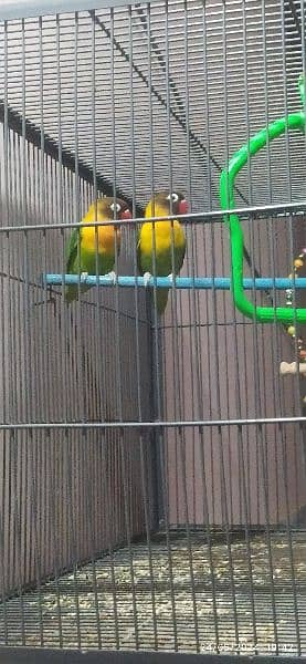love birds pasnata yellow chest with cage 3