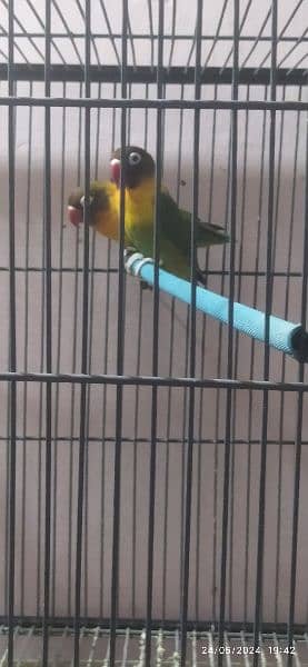 love birds pasnata yellow chest with cage 4