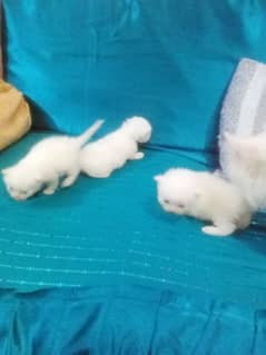 urgent 03239854645 whatsapp cut baby's full active