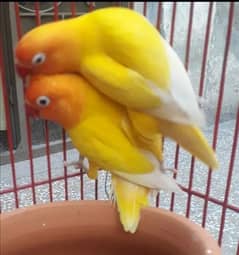 Yellow Persnata Pair For Sale Rs-3500