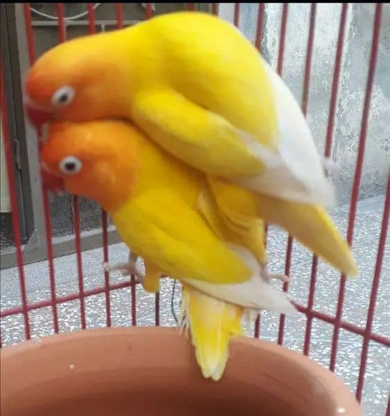 Yellow Persnata Pair For Sale Rs-3500 0