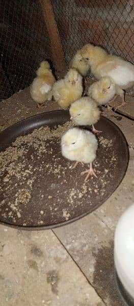 Polish chicks 1