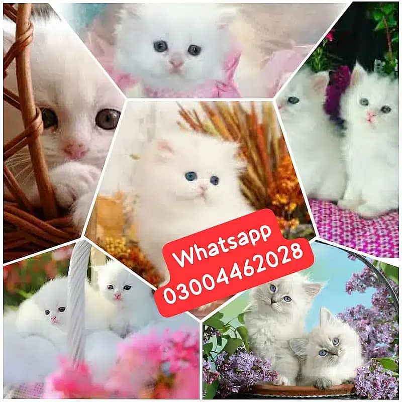 Percian cats kitty whatsaop link 0