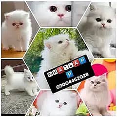 Percian cats kiten whtsapp 03004462028
