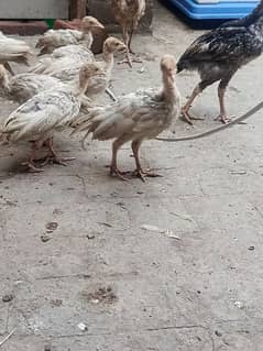 Blue slate turkey chicks