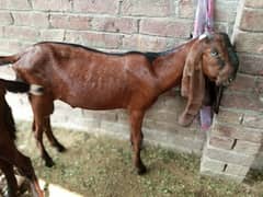 pure Nagra Goat & Pure Rajanpuri female available Dono ki age 5-5 mah