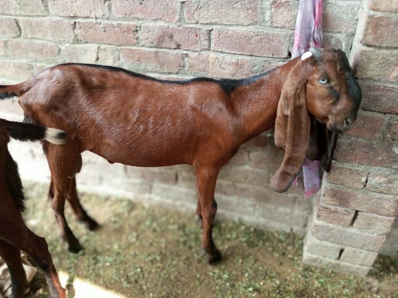 pure Nagra Goat & Pure Rajanpuri female available Dono ki age 5-5 mah 0