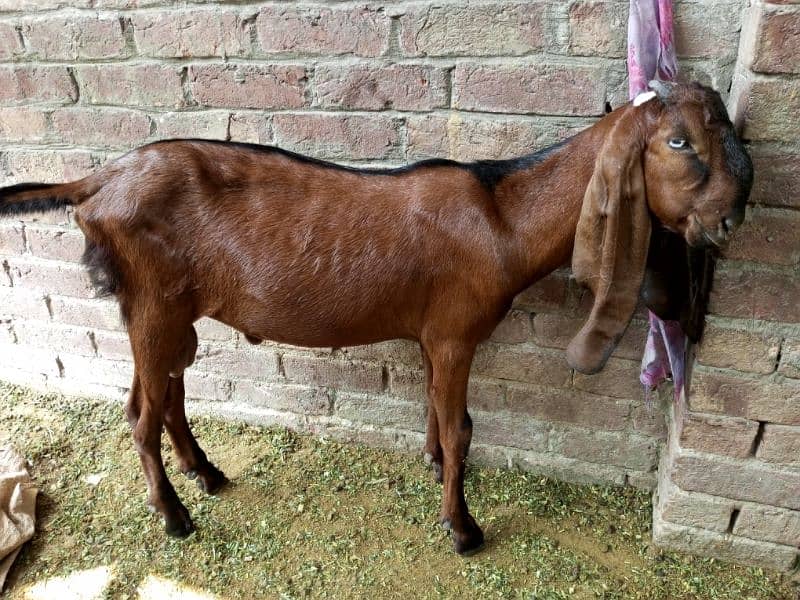 pure Nagra Goat & Pure Rajanpuri female available Dono ki age 5-5 mah 1