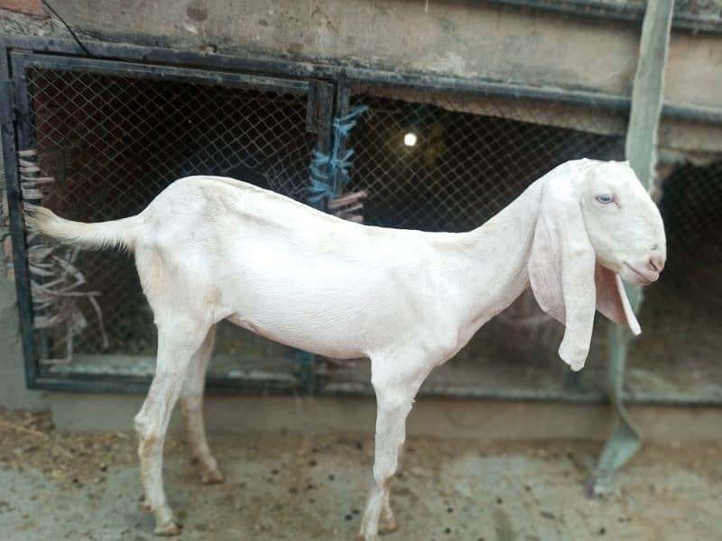 pure Nagra Goat & Pure Rajanpuri female available Dono ki age 5-5 mah 3