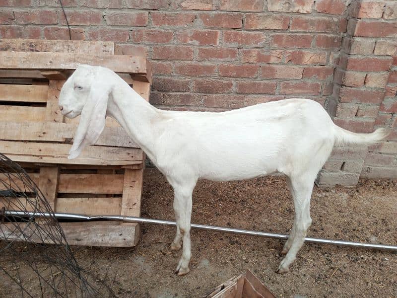 pure Nagra Goat & Pure Rajanpuri female available Dono ki age 5-5 mah 4