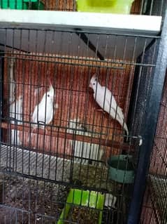 Common white red eye breeder pair 03095263441 0