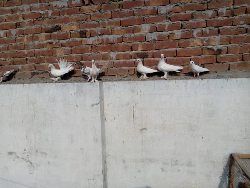 Pure Pigeons For Sale 1