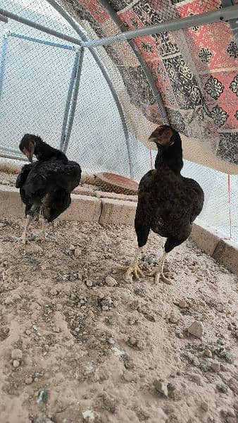 pure aseel hens with cage 2