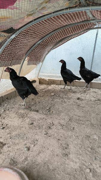 pure aseel hens with cage 3