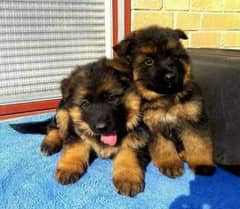 German shepherd puppy