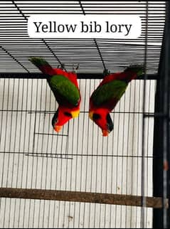 Yellow bib lory ,,&  Red collar lory
Breeder pair with