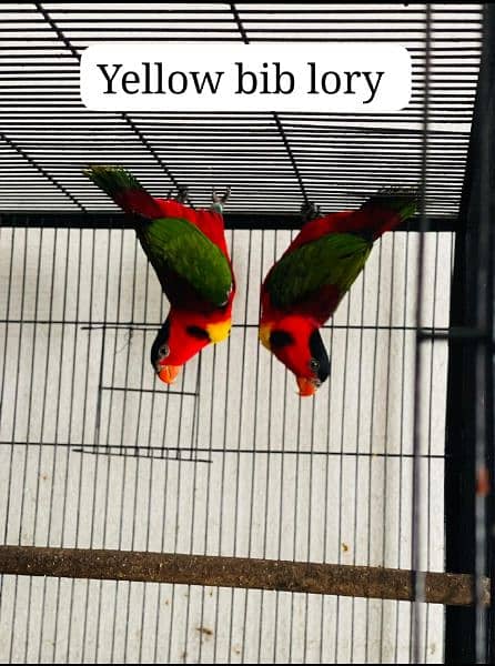 Yellow bib lory ,,&  Red collar lory
Breeder pair with 0