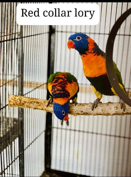 Yellow bib lory ,,&  Red collar lory
Breeder pair with 1