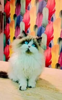 Persian, ragdoll, hamalayan Siamese kittens for sale in high quality