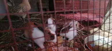 Rabbits for sale