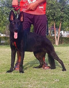 Black German shepherd double coat full security guard female  for sale