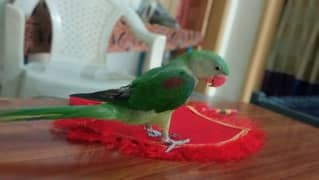 Kashmiri raw parrot age 3month 0