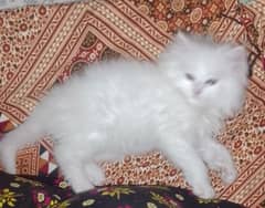 cat kitten sell 36 day kitten Persian cat