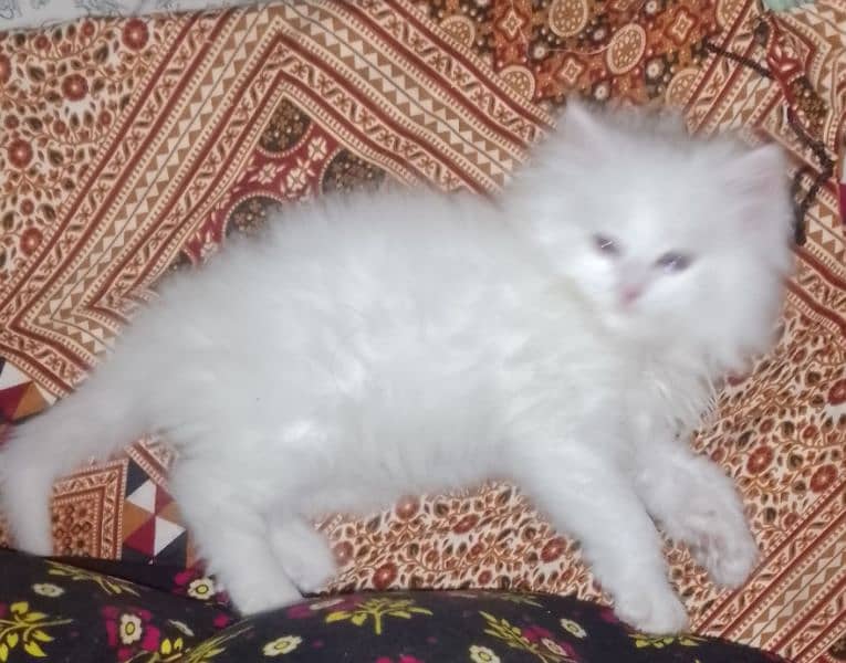 cat kitten sell 36 day kitten Persian cat 0
