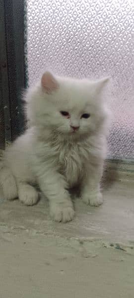 cat kitten sell 36 day kitten Persian cat 2