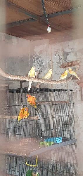 sun conour and rump pinapple conour with cages 4