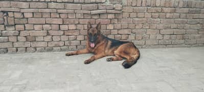 pink pedigree German shepherd male stock hairs