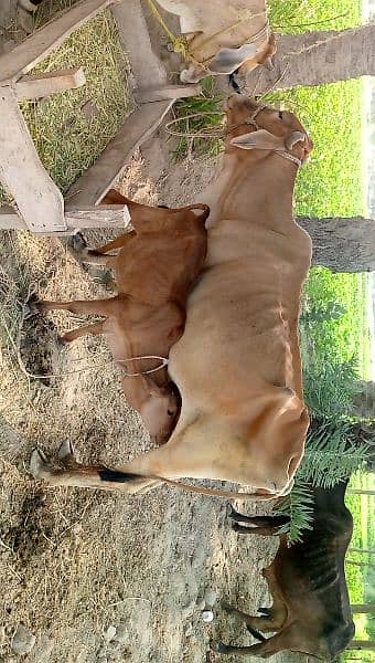 A cow with female baby 0