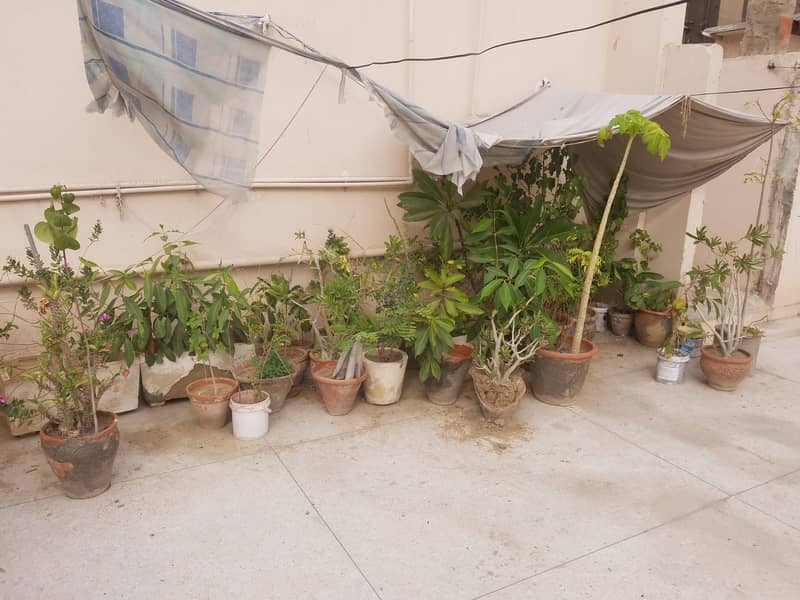 Plants for sale 3