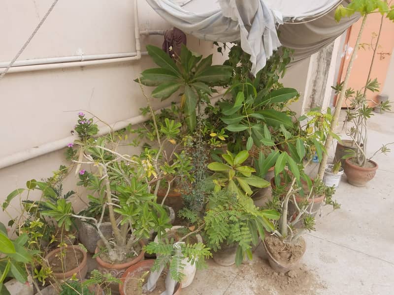 Plants for sale 4