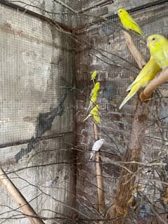 Australian budgies parrot for sale