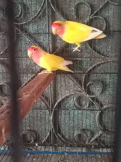 common lutino jumbo size 100% breader pair lovebird 03047166604