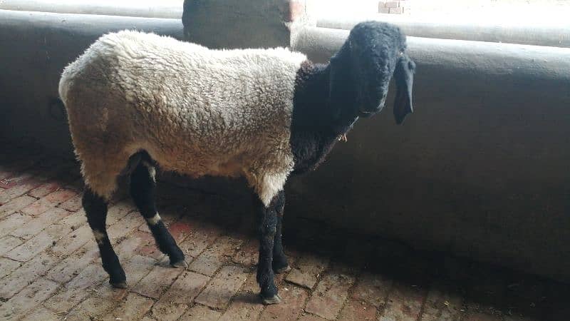 2 sheep for sale 4
